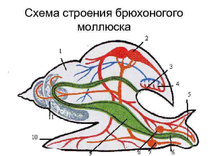 Внутреннее строение виноградной улитки рисунок с подписями