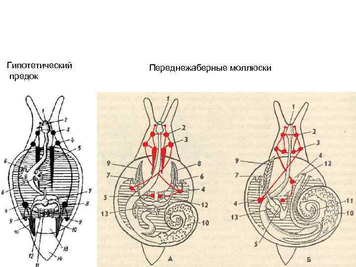 Гипотетический предок Переднежаберные моллюски 1 -рот, 2 -церебральный ганглий, 3 