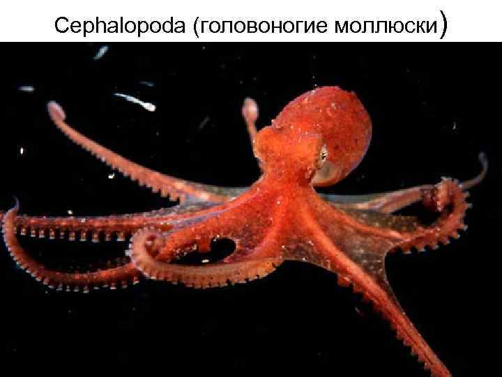 Cephalopoda (головоногие моллюски) 