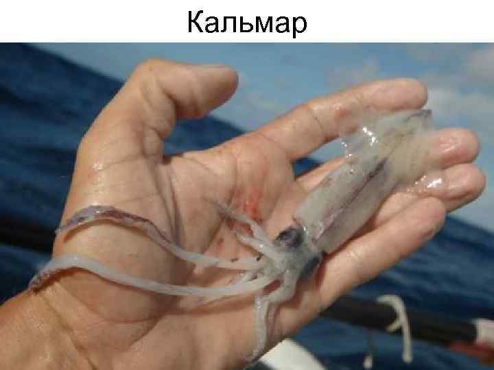 Кальмар 