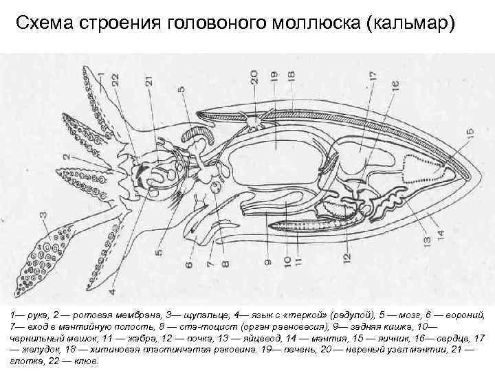 Схема строения головоного моллюска (кальмар) 1— рука, 2 — ротовая мембрана, 3— щупальце, 4—