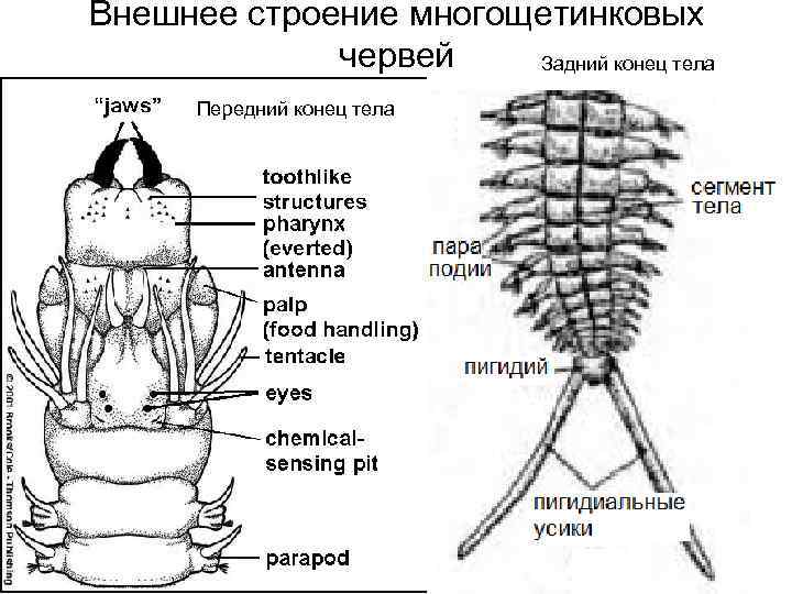 Полость тела многощетинковых червей