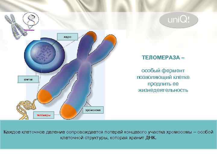 ядро ТЕЛОМЕРАЗА – особый фермент позволяющий клетке продлить ее жизнедеятельность клетка хромосома теломеры Каждое