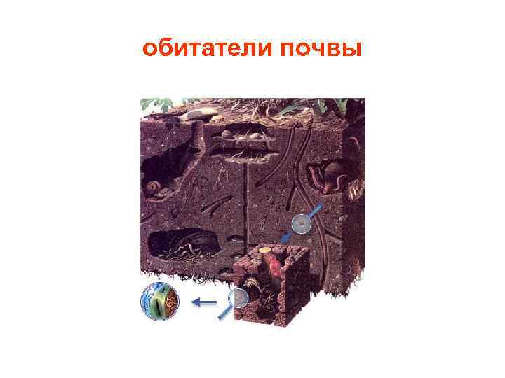 обитатели почвы 