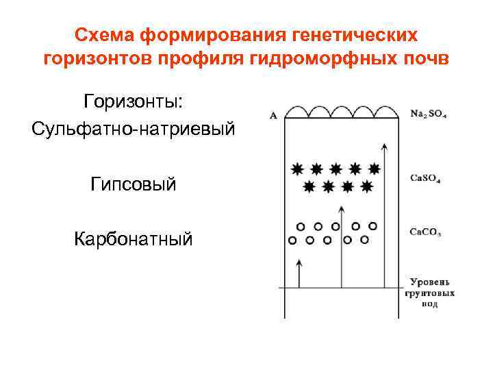 Схема формирования генетических горизонтов профиля гидроморфных почв Горизонты: Сульфатно-натриевый Гипсовый Карбонатный 