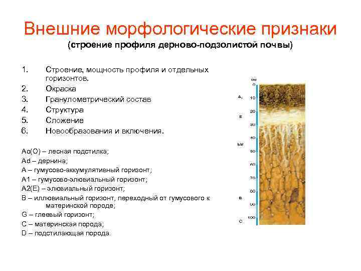 Таблица почвы подзолистая
