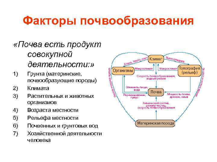 Схема почвообразующие факторы. Схема условия почвообразования. Факторы и процессы почвообразования.