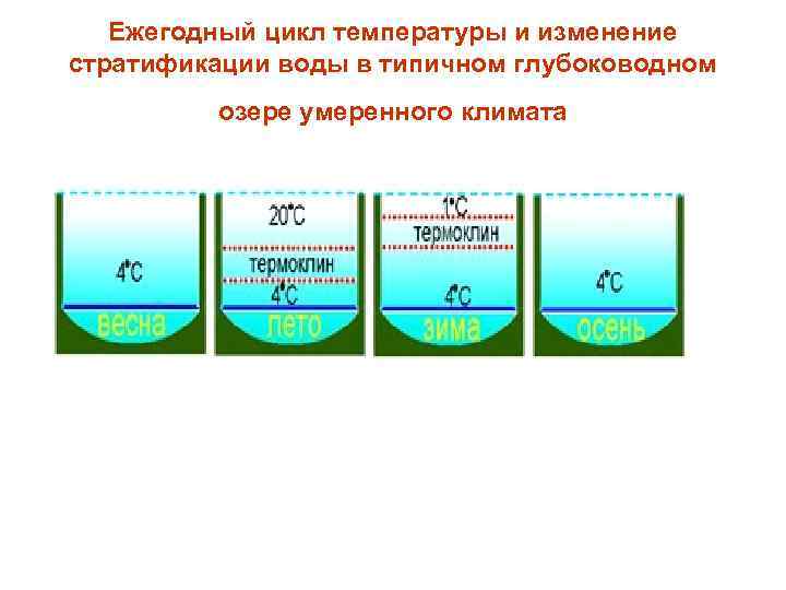 Ежегодный цикл температуры и изменение стратификации воды в типичном глубоководном озере умеренного климата 