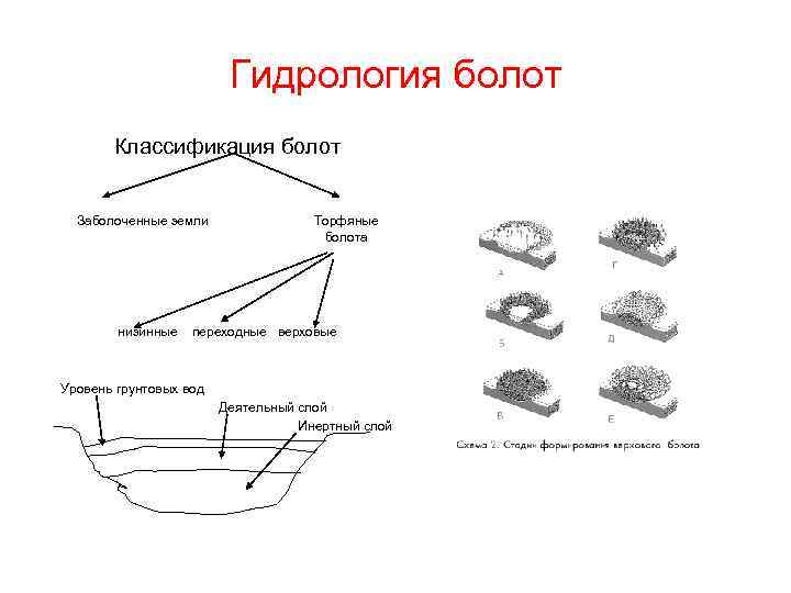Гидрология болот Классификация болот Заболоченные земли Торфяные болота низинные переходные верховые Уровень грунтовых вод