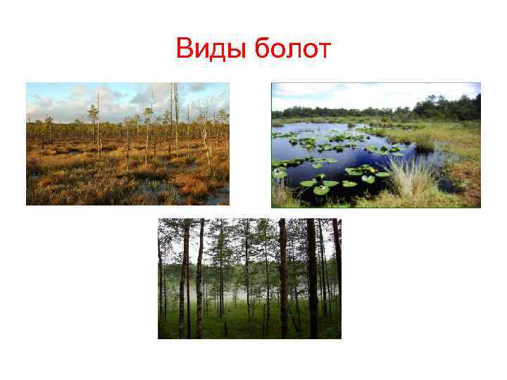 Виды болот 