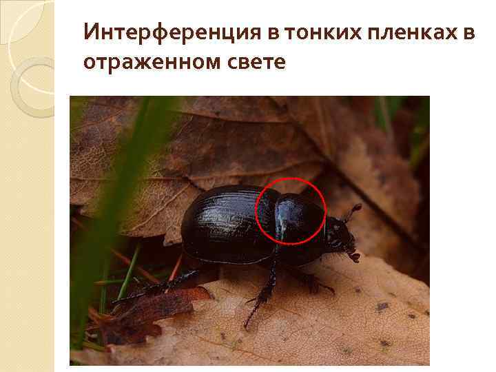 Интерференция в тонких пленках в отраженном свете 