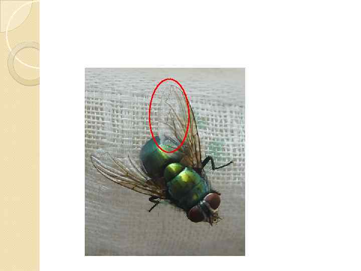 Интерференция в тонком воздушном клине 