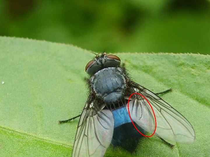 Интерференция в тонком клине (не снята защитная пленка с крышки ноутбука) 