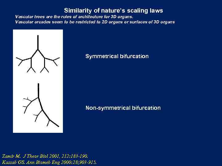 Similarity of nature’s scaling laws Vascular trees are the rules of architecture for 3