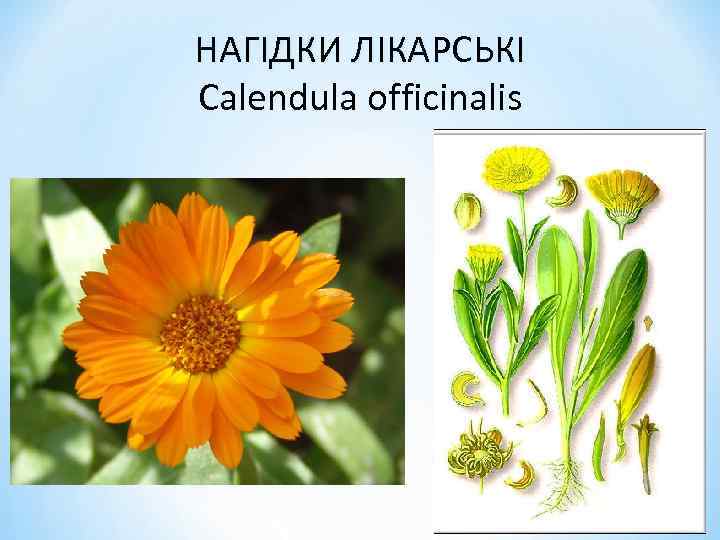 Ромашка календула. Календула оффициналис соцветия. Calendula officinalis регионы распространения на карте мира .. Чем трава Ромашка отличается от календулы. Чем отличается календула от кошачьих лапок.