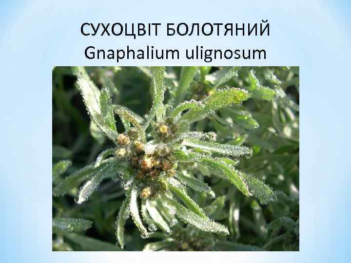 СУХОЦВІТ БОЛОТЯНИЙ Gnaphalium ulignosum 