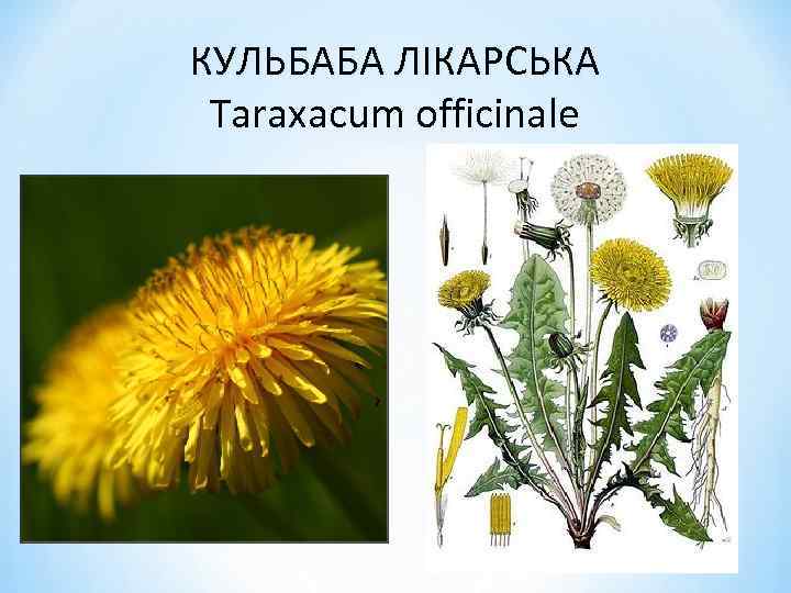 КУЛЬБАБА ЛІКАРСЬКА Taraxacum officinale 