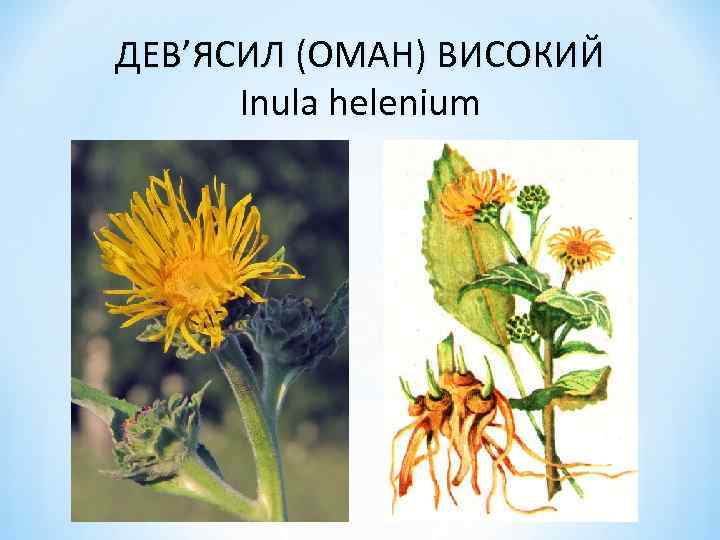 ДЕВ’ЯСИЛ (ОМАН) ВИСОКИЙ Inula helenium 