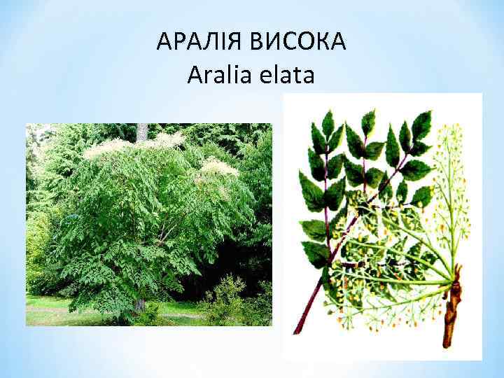 АРАЛІЯ ВИСОКА Aralia elata 