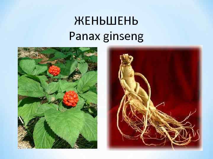 ЖЕНЬШЕНЬ Panax ginseng 