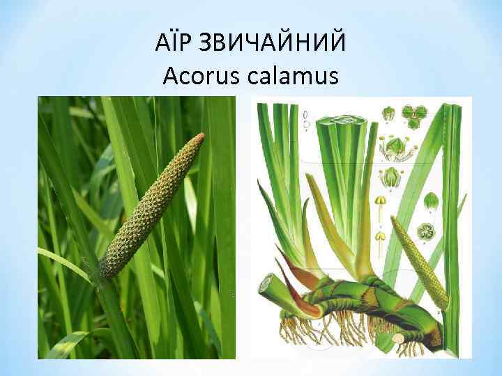 АЇР ЗВИЧАЙНИЙ Acorus calamus 