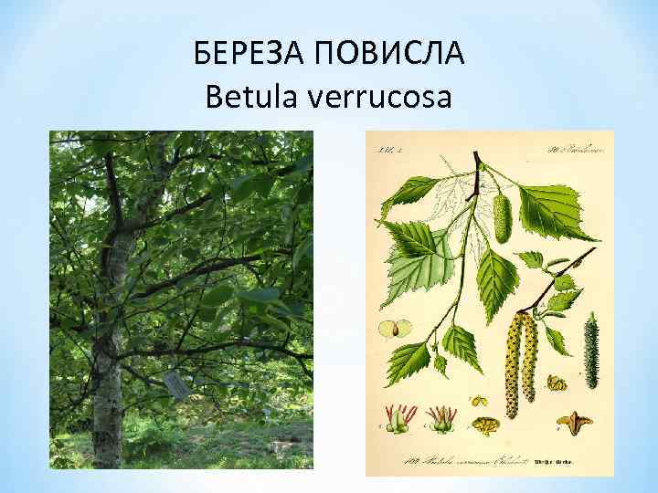 БЕРЕЗА ПОВИСЛА Betula verrucosa 