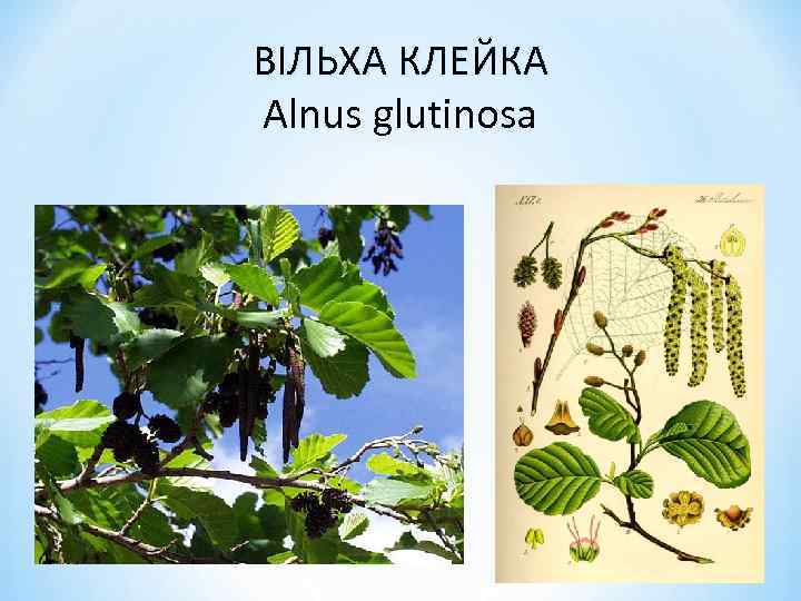 ВІЛЬХА КЛЕЙКА Alnus glutinosa 