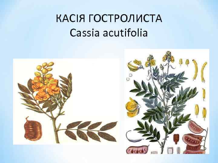 КАСІЯ ГОСТРОЛИСТА Cassia acutifolia 