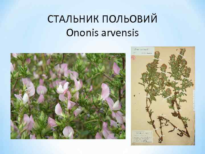 СТАЛЬНИК ПОЛЬОВИЙ Ononis arvensis 