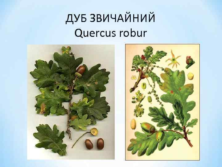 ДУБ ЗВИЧАЙНИЙ Quercus robur 