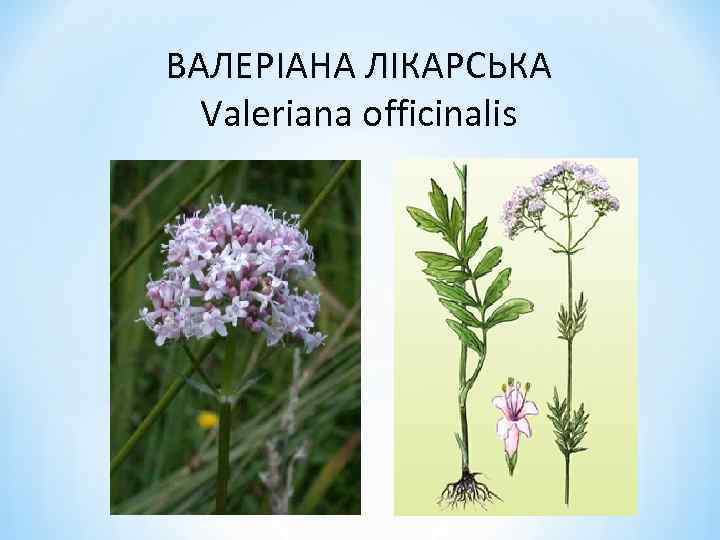 ВАЛЕРІАНА ЛІКАРСЬКА Valeriana officinalis 