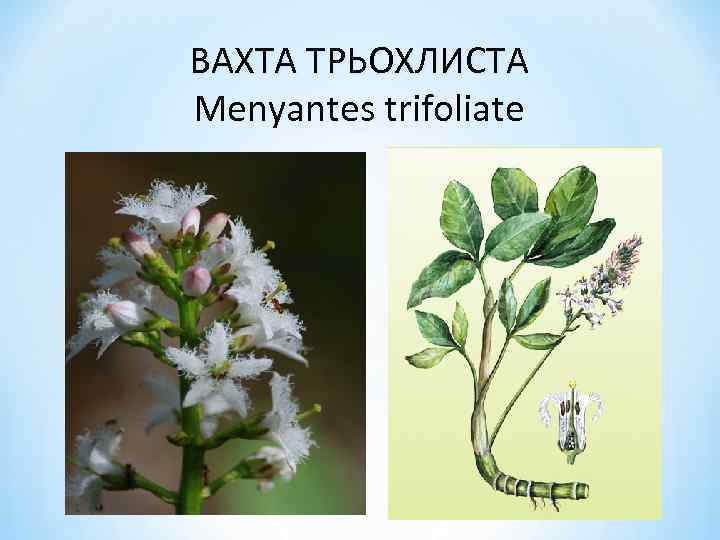 ВАХТА ТРЬОХЛИСТА Menyantes trifoliate 