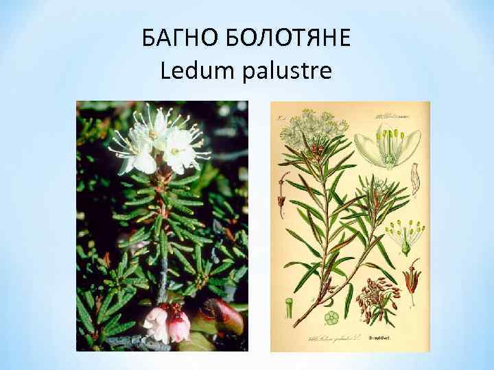 БАГНО БОЛОТЯНЕ Ledum palustre 