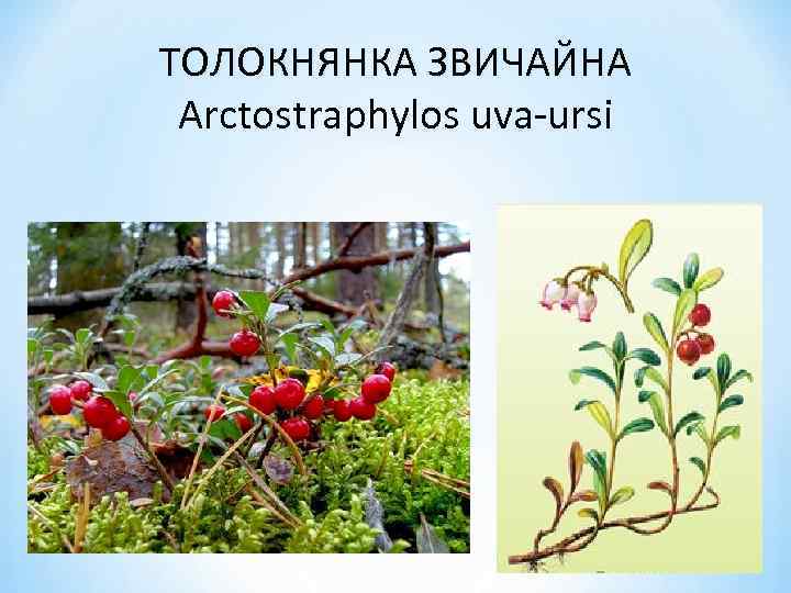 ТОЛОКНЯНКА ЗВИЧАЙНА Arctostraphylos uva-ursi 