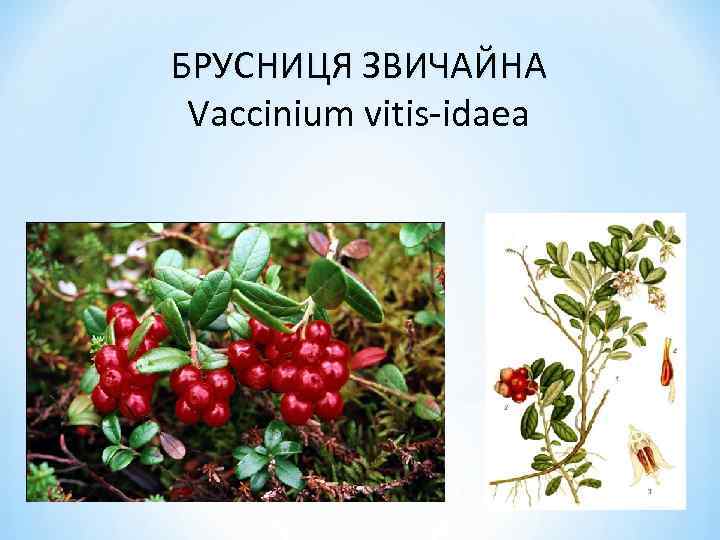 БРУСНИЦЯ ЗВИЧАЙНА Vaccinium vitis-idaea 