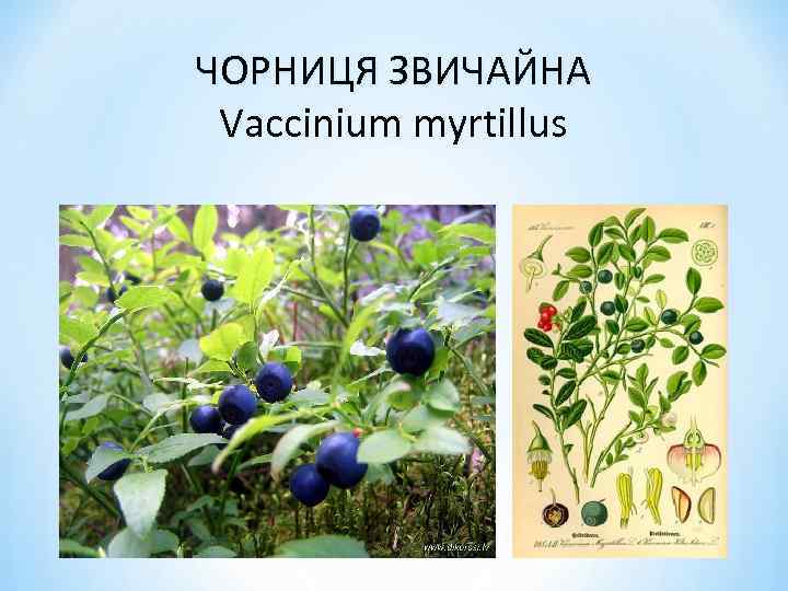 ЧОРНИЦЯ ЗВИЧАЙНА Vaccinium myrtillus 