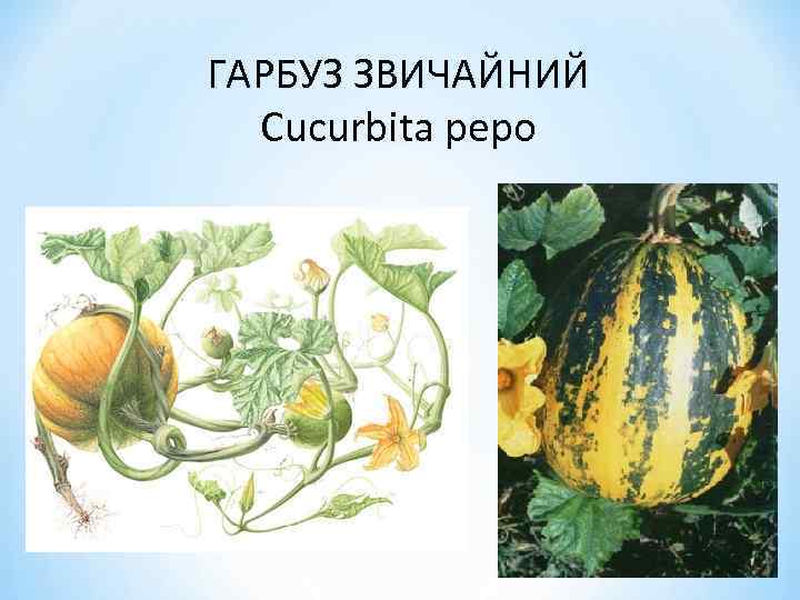 ГАРБУЗ ЗВИЧАЙНИЙ Cucurbita pepo 