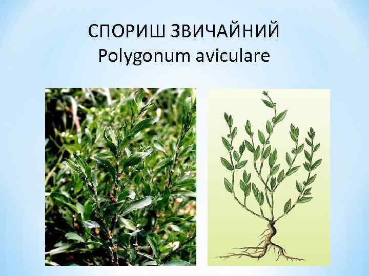 СПОРИШ ЗВИЧАЙНИЙ Polygonum aviculare 