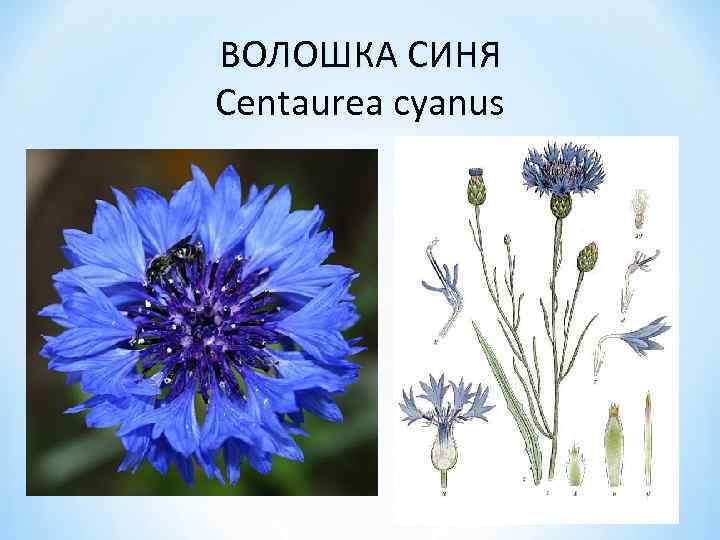 ВОЛОШКА СИНЯ Centaurea cyanus 