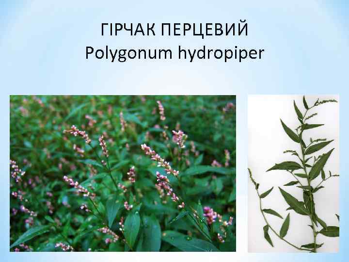 ГІРЧАК ПЕРЦЕВИЙ Polygonum hydropiper 