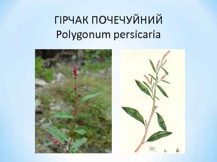 ГІРЧАК ПОЧЕЧУЙНИЙ Polygonum persicaria 