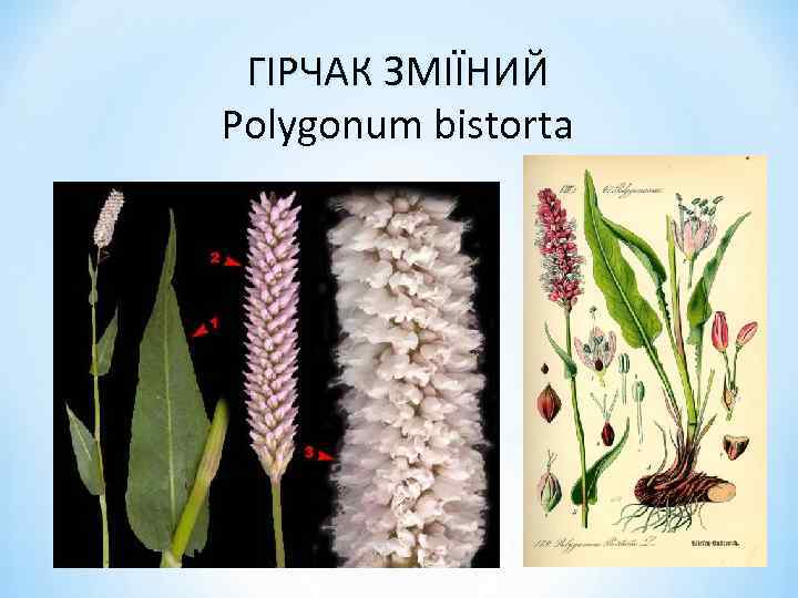 ГІРЧАК ЗМІЇНИЙ Polygonum bistorta 