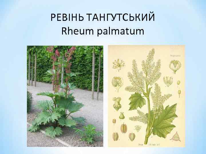 РЕВІНЬ ТАНГУТСЬКИЙ Rheum palmatum 