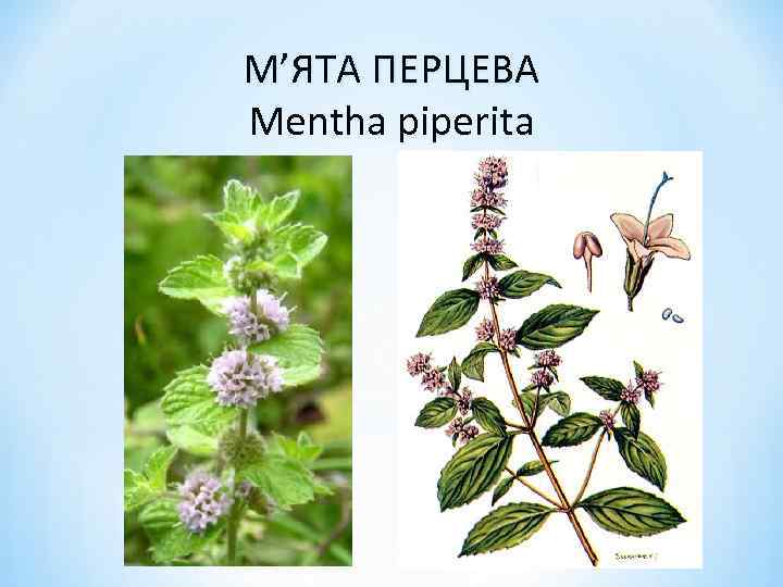 М’ЯТА ПЕРЦЕВА Mentha piperita 