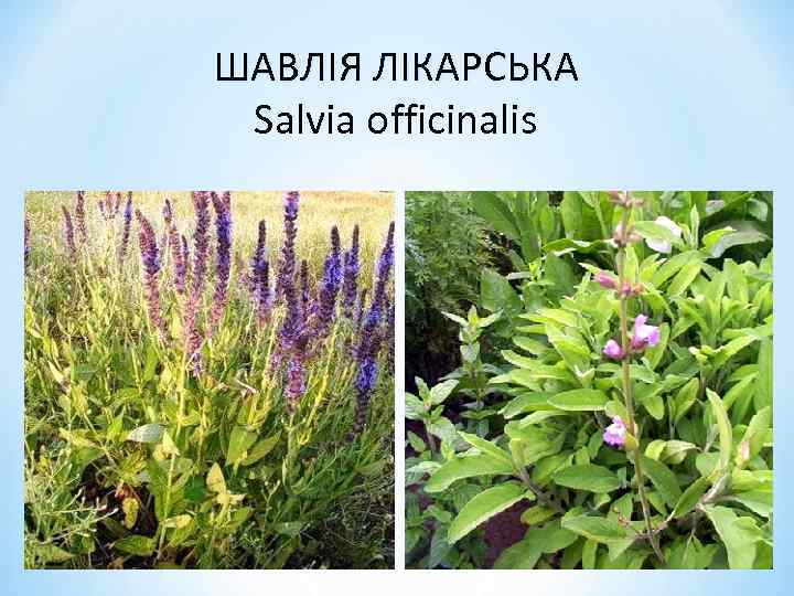 ШАВЛІЯ ЛІКАРСЬКА Salvia officinalis 