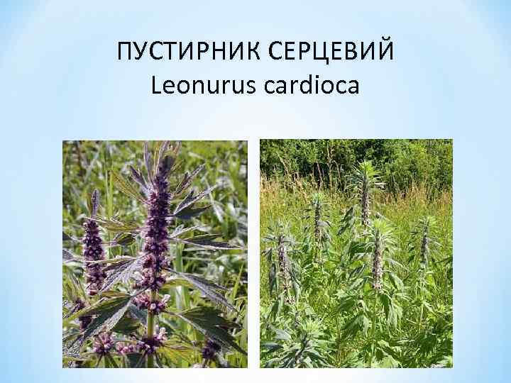 ПУСТИРНИК СЕРЦЕВИЙ Leonurus cardioca 