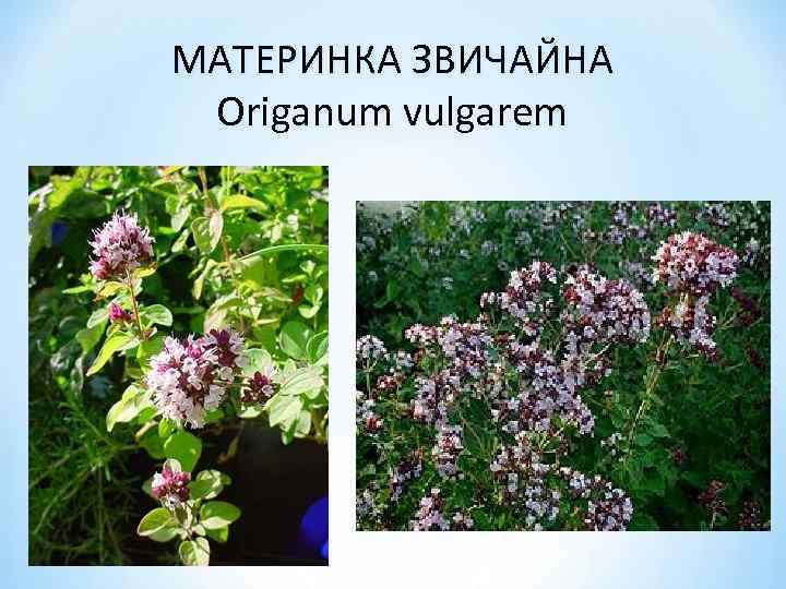 МАТЕРИНКА ЗВИЧАЙНА Origanum vulgarem 