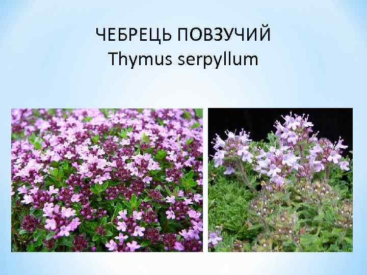 ЧЕБРЕЦЬ ПОВЗУЧИЙ Thymus serpyllum 