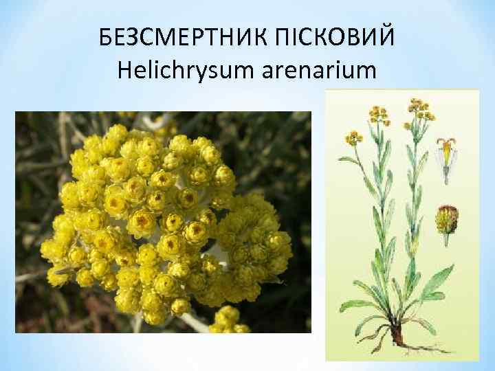 БЕЗСМЕРТНИК ПІСКОВИЙ Helichrysum arenarium 