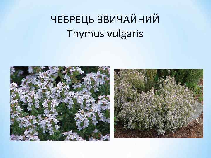 ЧЕБРЕЦЬ ЗВИЧАЙНИЙ Thymus vulgaris 